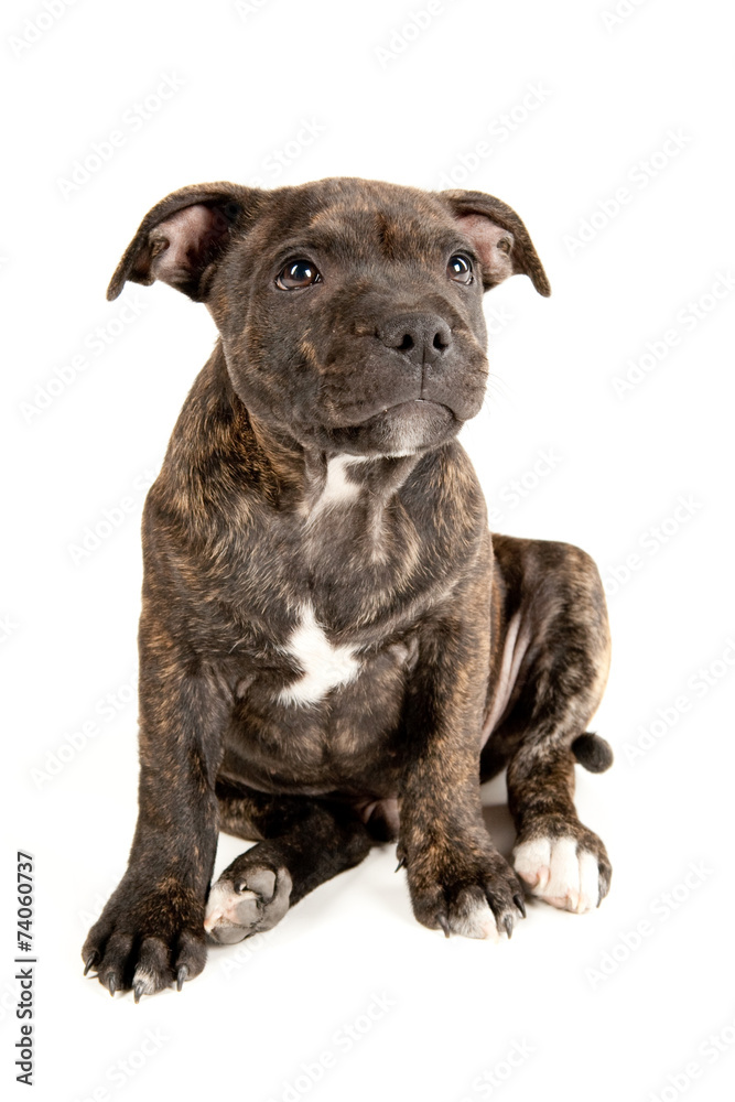 Dog - Staffordshire Bull Terrier, white isolated background Dog - Staffordshire Bull Terrier, white isolated background