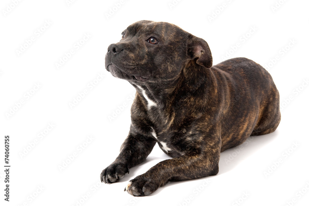 Dog - Staffordshire Bull Terrier, white isolated background