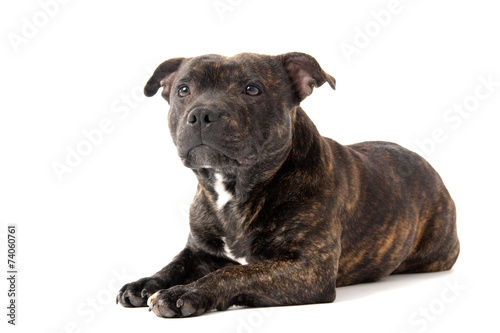 Dog - Staffordshire Bull Terrier  white isolated background