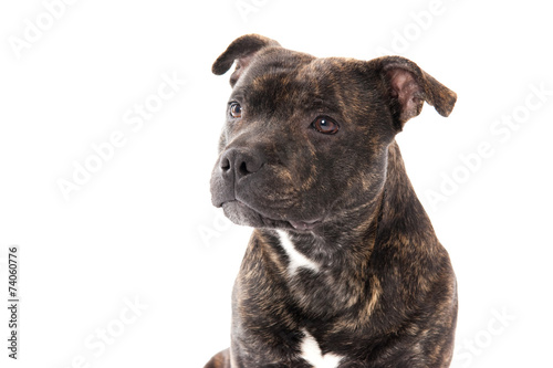 Dog portrait of a Staffordshire Bull Terrier, white background