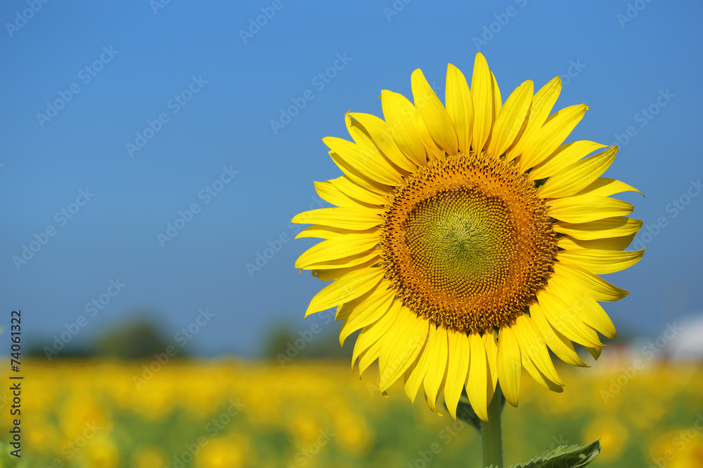 sunflower in field