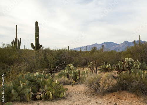 Cactus Landscape © cec72