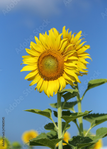 sunflower with the blue sky