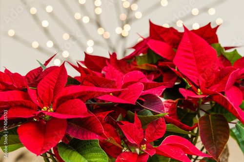 Foto Bright red poinsettia flowers in bloom