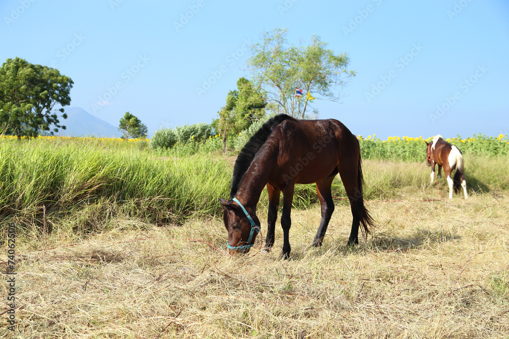 Horses grazing grass