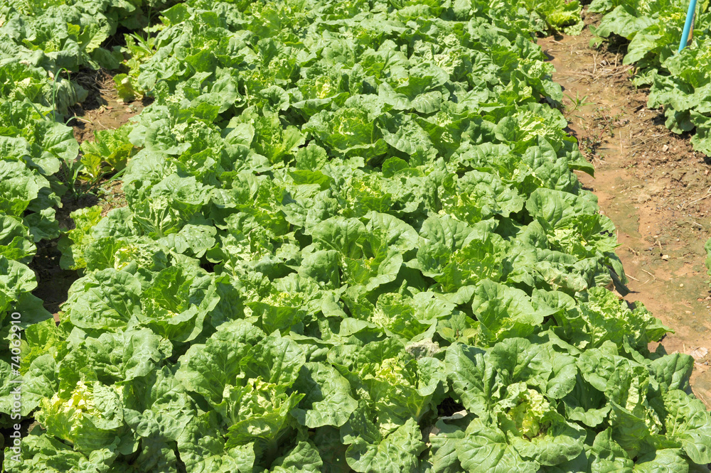 cabbage cabbage