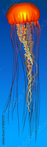 A jellyfish