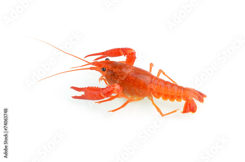 red boiled crawfish over the white background