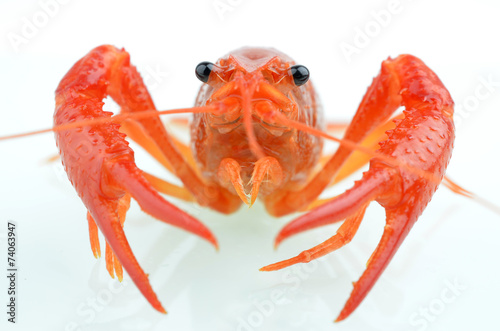 red boiled crawfish over the white background
