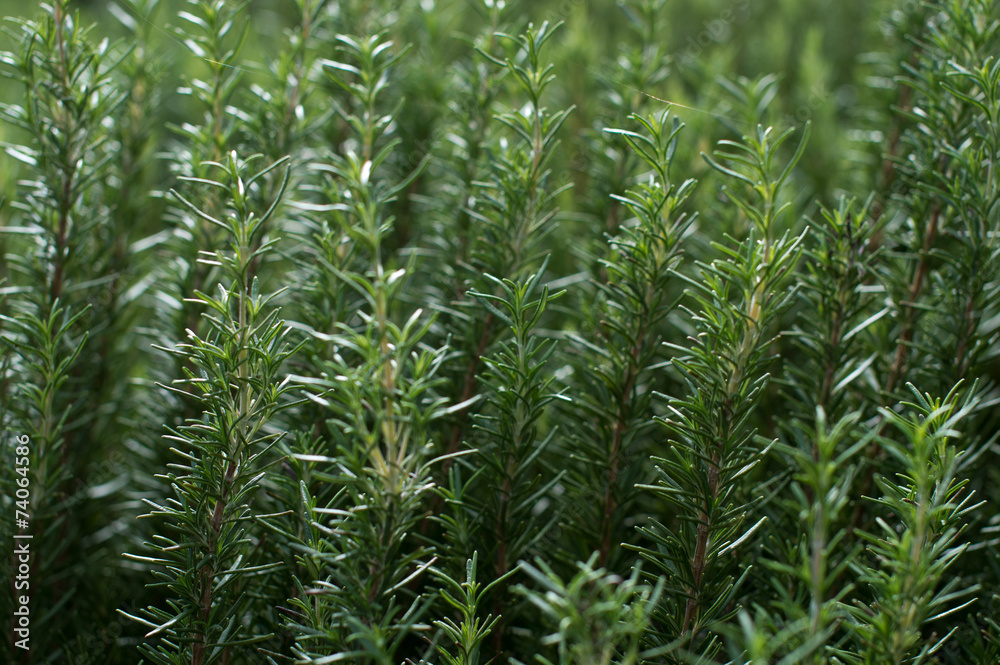 Rosemary Rosemary
