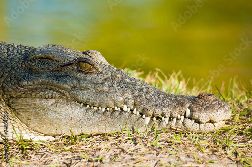 Resting Alligator