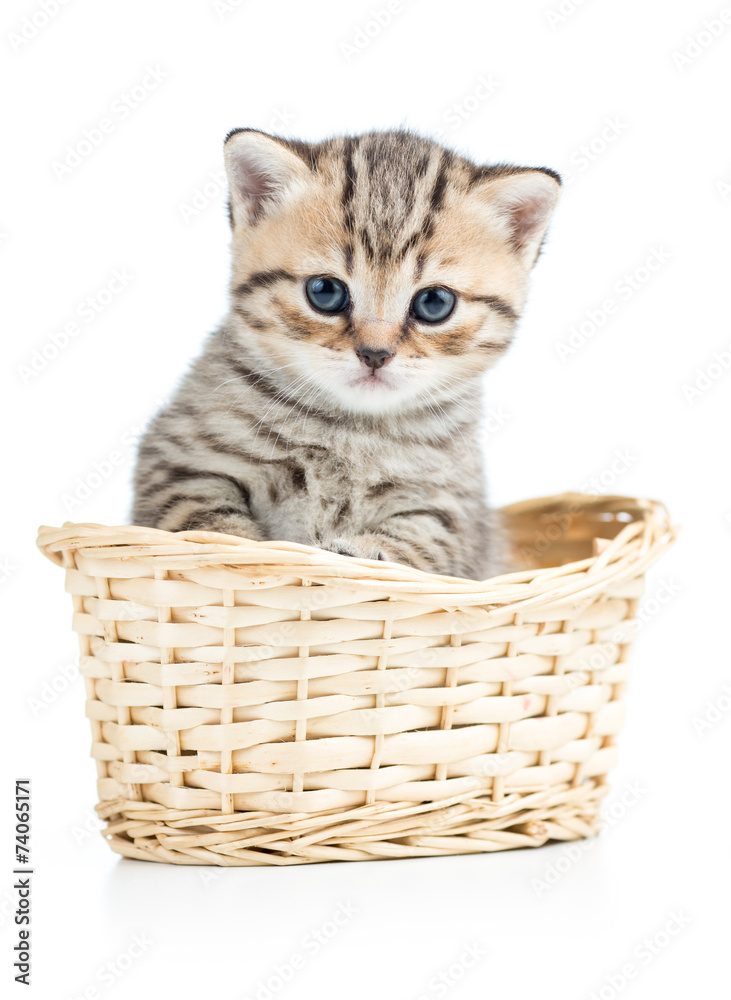 Beautiful gray kitten in basket isolated on white