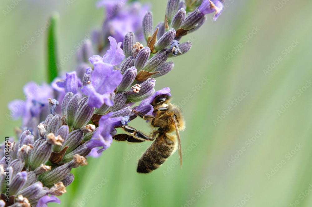 lavande et abeille lavande et abeille