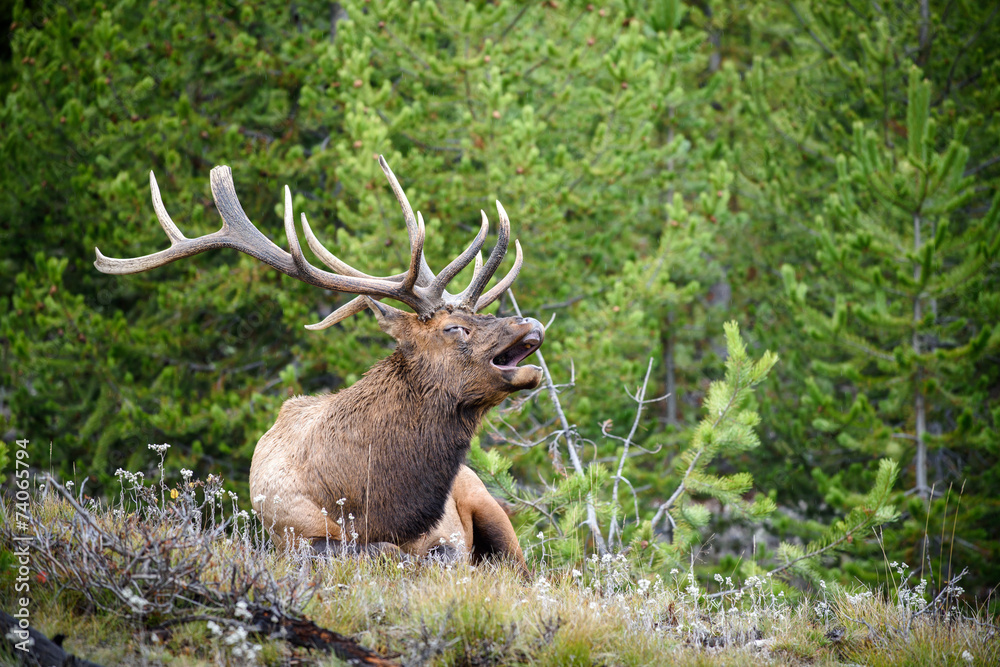 Bugling bull elk in Yellowstone National Park, Wyoming Bugling bull elk in Yellowstone National Park, Wyoming