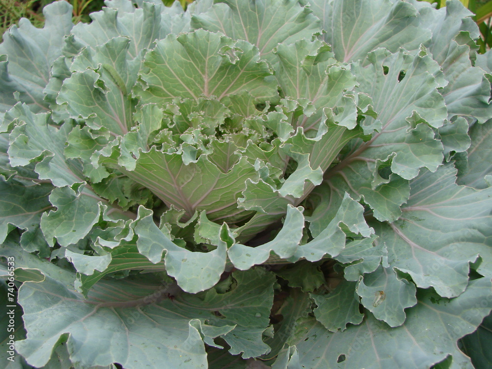 Brassica oleracea Brassica oleracea