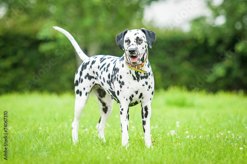 Dalmatian dog standing on the grass photo