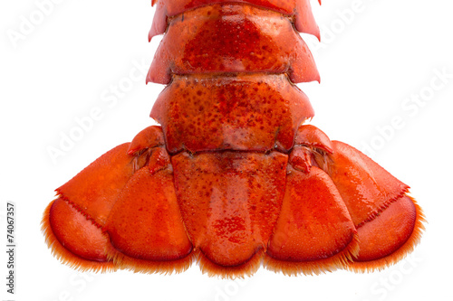 Boston lobster tail isolated on white