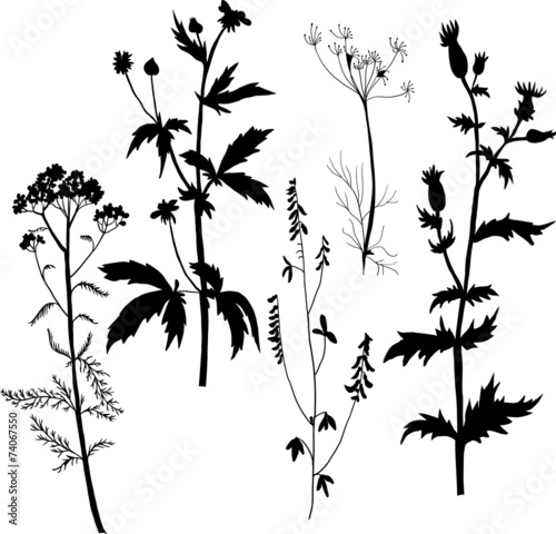 Silhouettes  of flowers and grass