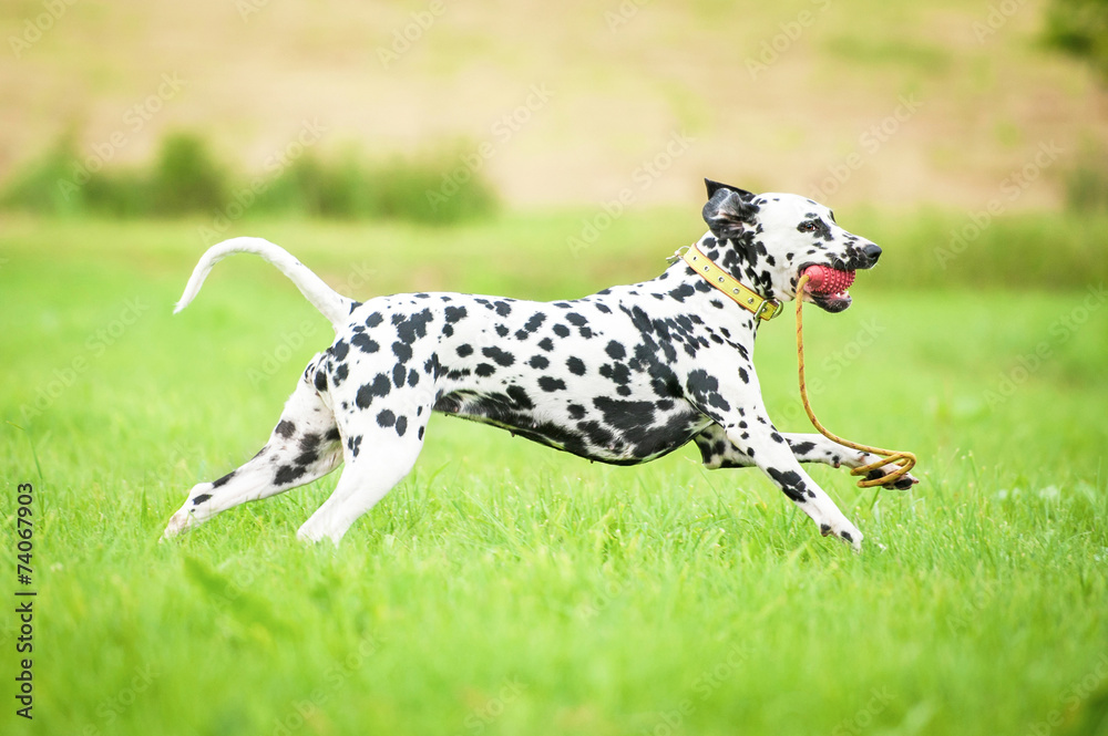 Dalmatian dog running with a toy