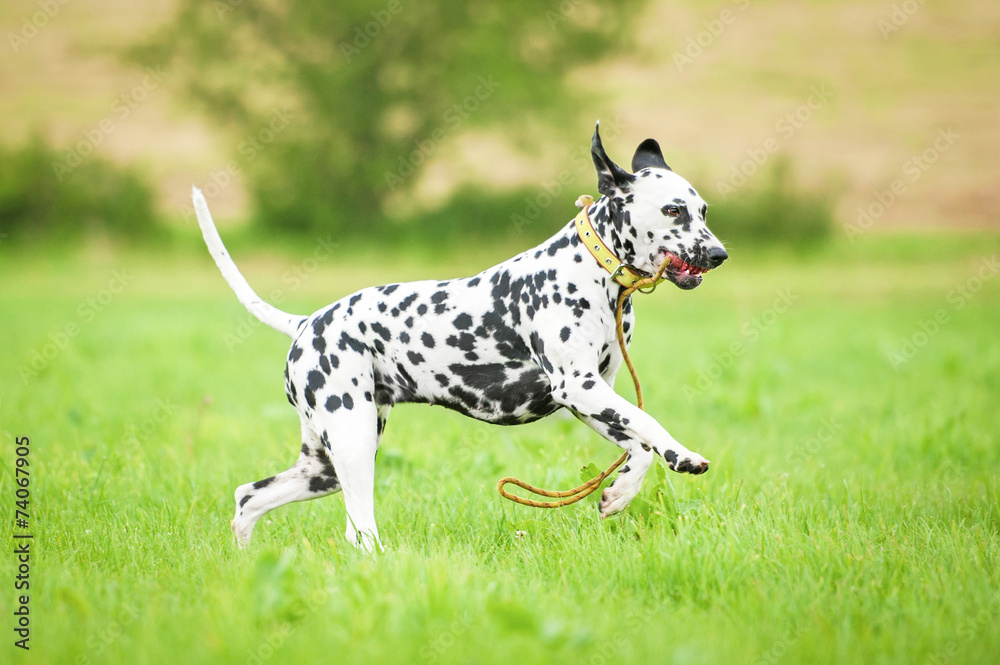 Dalmatian dog running with a toy Dalmatian dog running with a toy