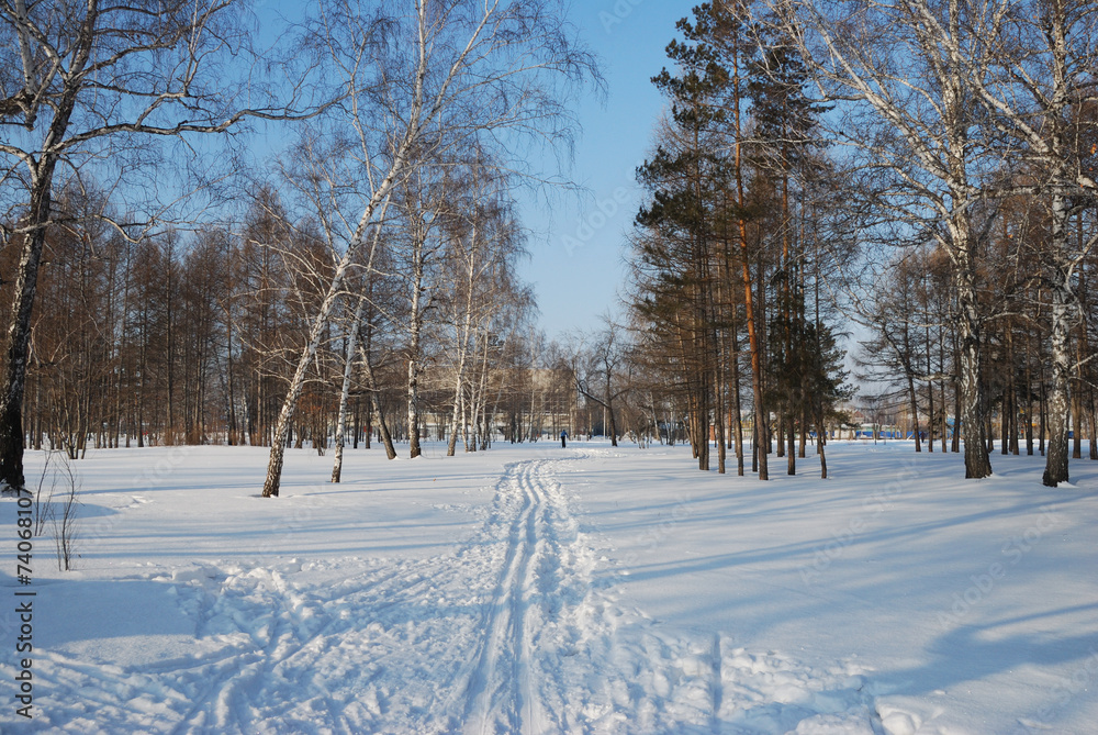 Winter Siberian forest, Omsk region Winter Siberian forest, Omsk region