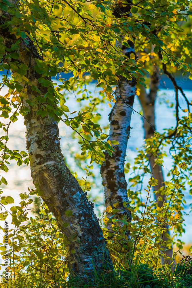 Obraz premium Sunset trees