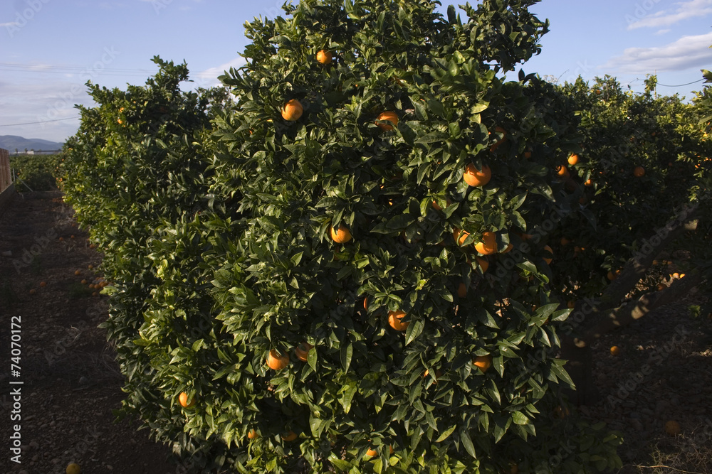 campo de naranjas 21
