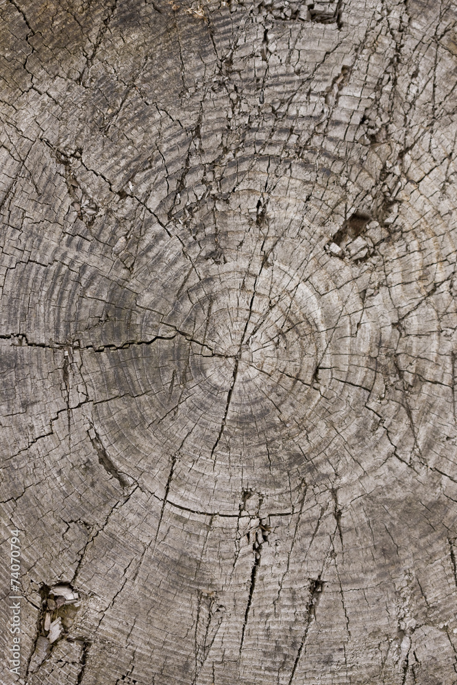 Fototapeta premium 古い材木