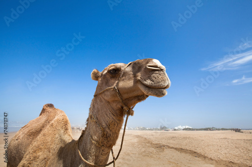 Obraz na plátne smile of camel