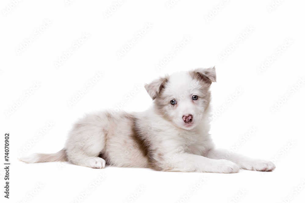 Border Collie puppy dog in front of a white background