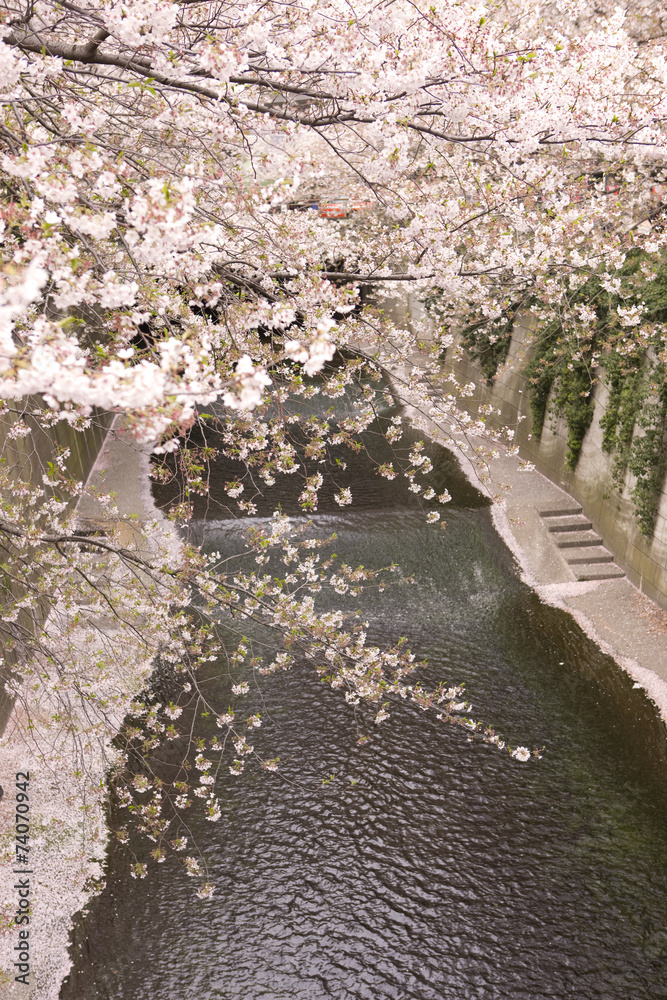 目黒川の桜並木 目黒川の桜並木