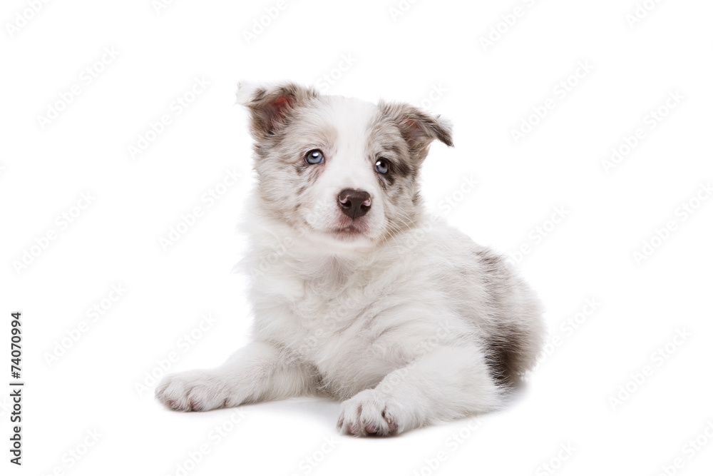 Border Collie puppy dog in front of a white background Border Collie puppy dog in front of a white background