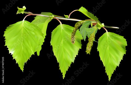 green birch leaves isolated on black