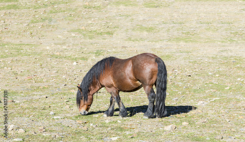 brown horse