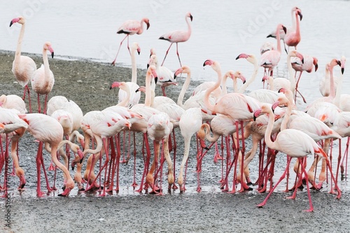 Flamingos (Phoenicopteridae) in der Lagune von Walvisbay
