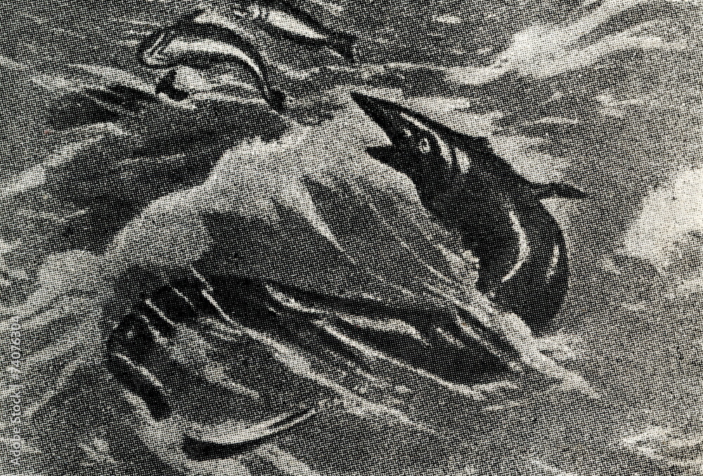 Fototapeta premium Tylosaurus proriger by Charles R. Knight, 1899