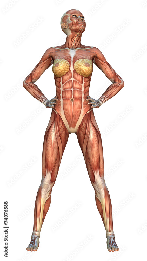 Muscle Maps