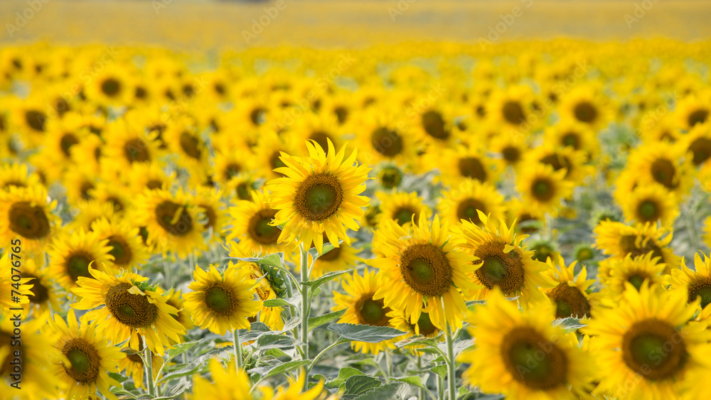 Fototapeta premium sunflower in field