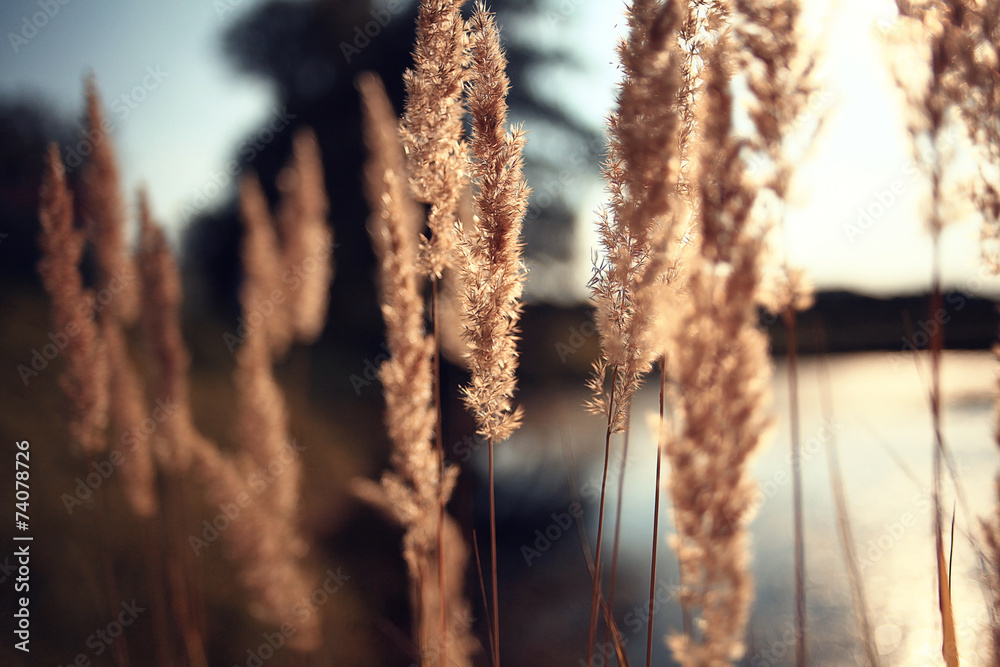 Naklejka premium Autumn dry grass background texture