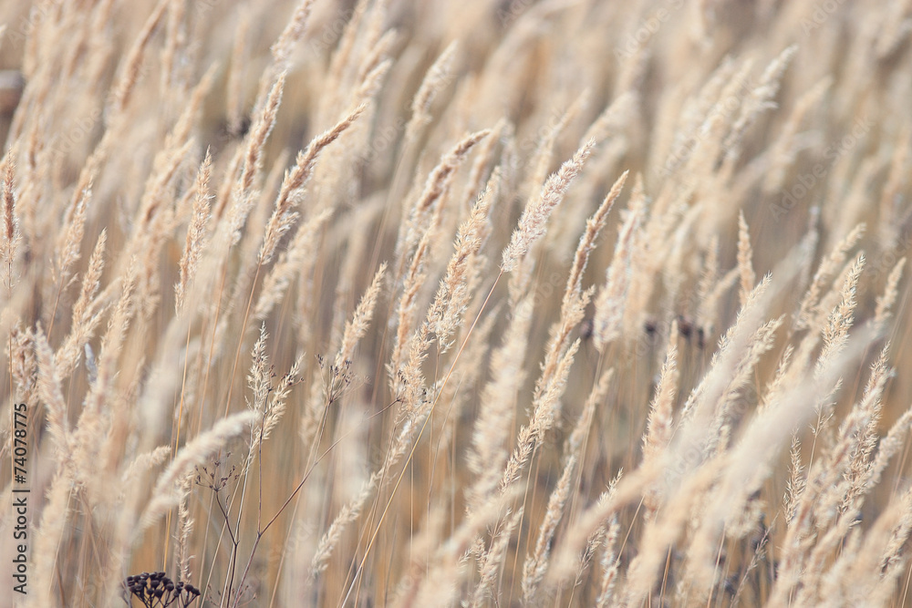 Fototapeta premium Autumn dry grass background texture