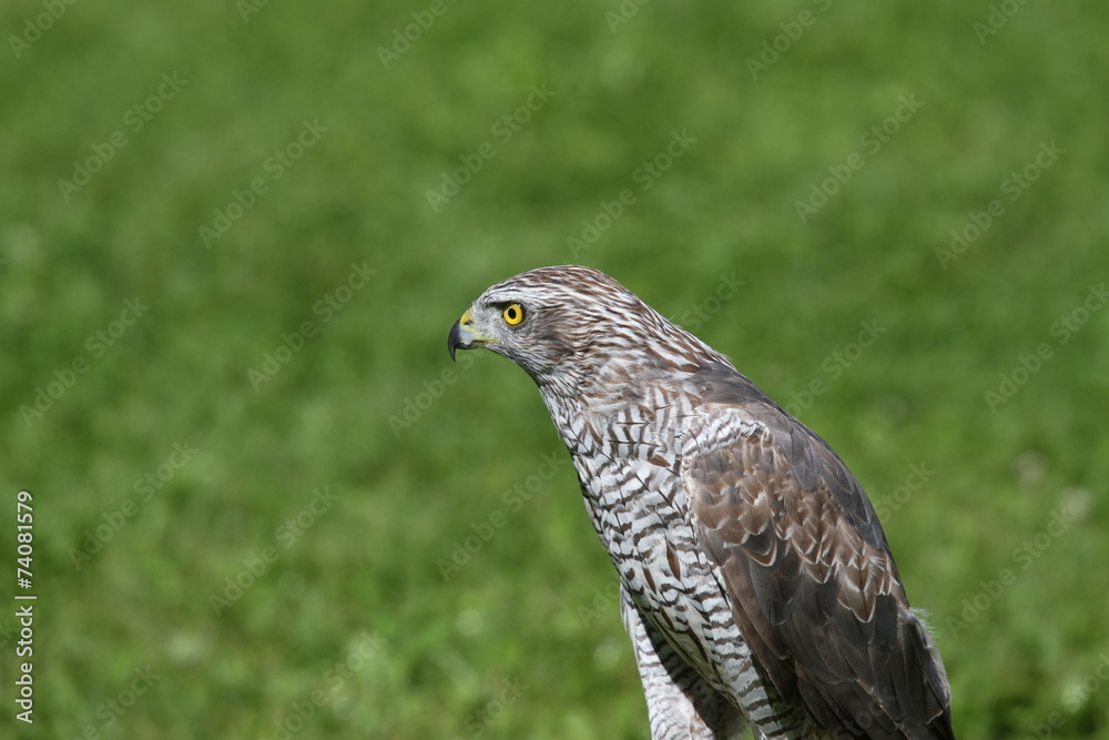isolated Peregrine Falcon on the lawn in the mountains isolated Peregrine Falcon on the lawn in the mountains