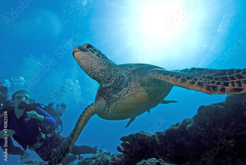 Hawaii Turtle Swimming
