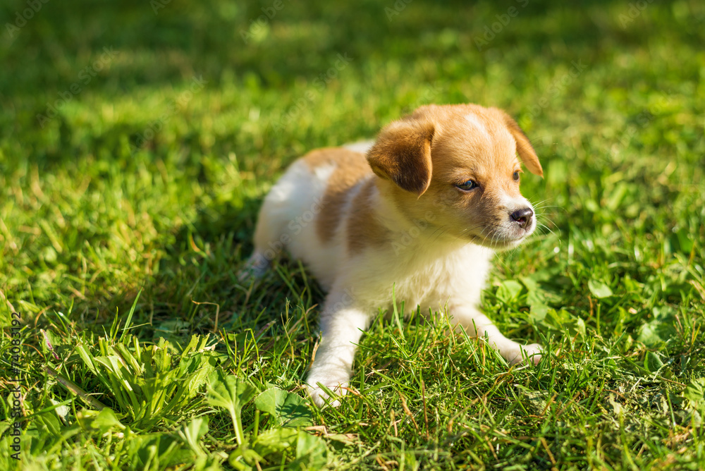 Puppy laying and posing on the grass Puppy laying and posing on the grass