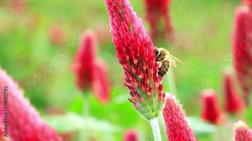 Crimson clover flower and bee photo