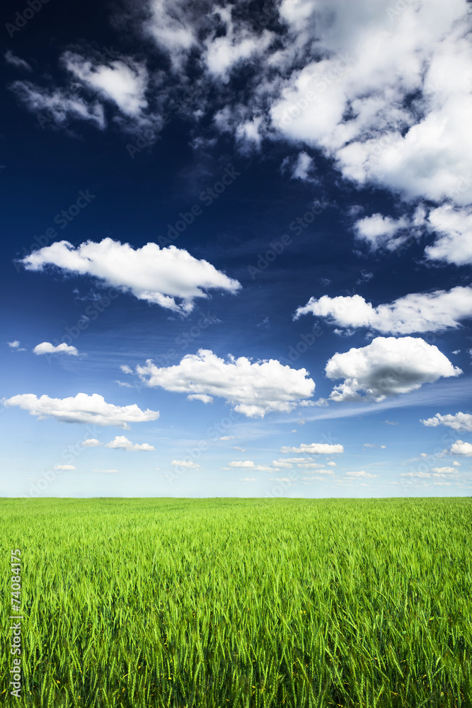 Wheat field against blue sky with white clouds. Agriculture scen Wheat field against blue sky with white clouds. Agriculture scen