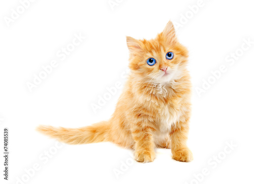 Ginger kitten isolated