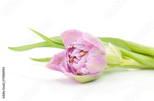 Fototapeta Naklejka Na Ścianę i Meble -  Pink tulip