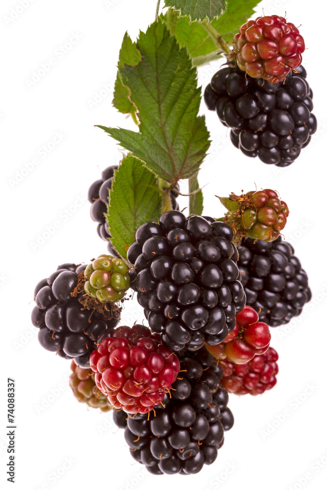 Fototapeta premium Branch large blackberries