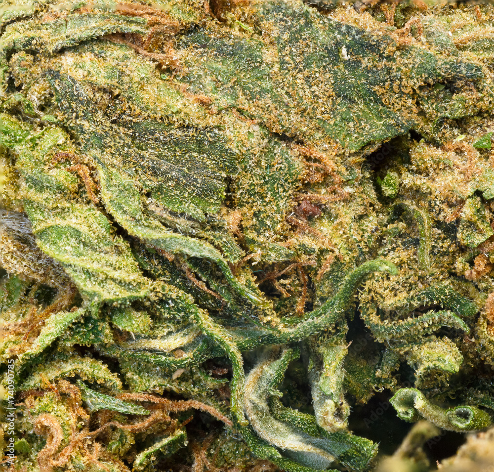 An extreme macro shot of a cannabis bud