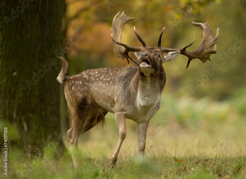 Fallow deer (Dama dama) during the rut, UK photo